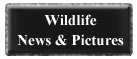 wildilfe news pictures